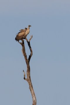 Gyps_africanus_SA_2016_3557 White-backed Vulture - Gyps africanus - Kruger National Park