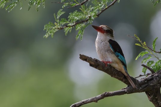 Halcyon_albiventris_SA_2016_2761 Brown-hooded Kingfisher - Halcyon albiventris - Polokwane Bird Sanctuary