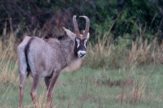 Hippotragus_equinus_SA_2016_2322 Roan Antelope - Hippotragus equinus - Nylsvley Nature Reserve
