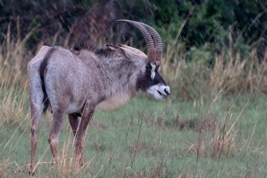 Hippotragus_equinus_SA_2016_2324 Roan Antelope - Hippotragus equinus - Nylsvley Nature Reserve