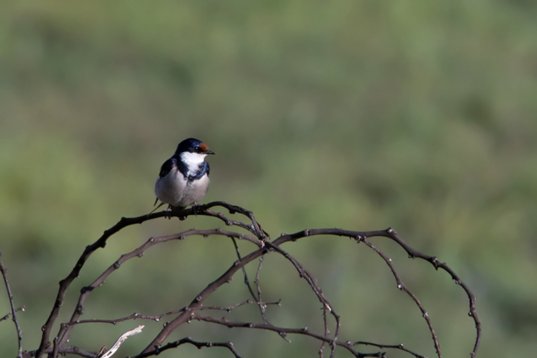 Hirundo_albigularis_SA_2016_1706 White-throated Swallow - Hirundo albigularis - Suikerbosrand Nature Reserve