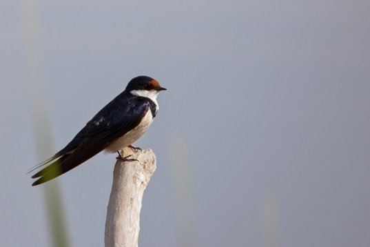 Hirundo_albigularis_SA_2016_1974 White-throated Swallow - Hirundo albigularis - Marievale Bird Sanctuary