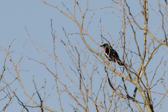 Laniarius_atrococcineus_SA_2016_3189 Crimson-breasted Shrike - Laniarius atrococcineus - Red Road, Vivo