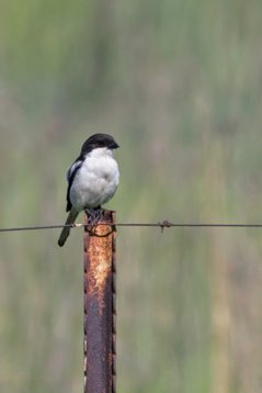 Lanius_collaris_SA_2016_2056 Southern Fiscal - Lanius collaris - Marievale Bird Sanctuary