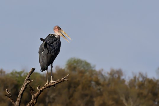 Leptoptilos_crumenifer_SA_2016_3536 Marabou Stork - Leptoptilos crumenifer - Kruger National Park