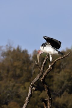 Leptoptilos_crumenifer_SA_2016_3552 Marabou Stork - Leptoptilos crumenifer - Kruger National Park