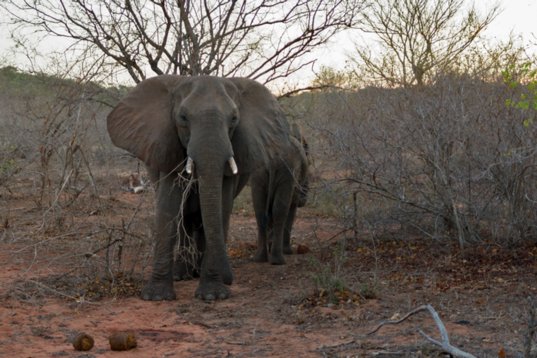 Loxodonta_africana_SA_2016_3170 African Bush Elephant - Loxodonta africana africana - Kruger National Park