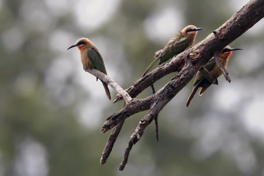 Merops_bullockoides_SA_2016_2722 White-fronted Bee-eater - Merops bullockoides - Polokwane Bird Sanctuary