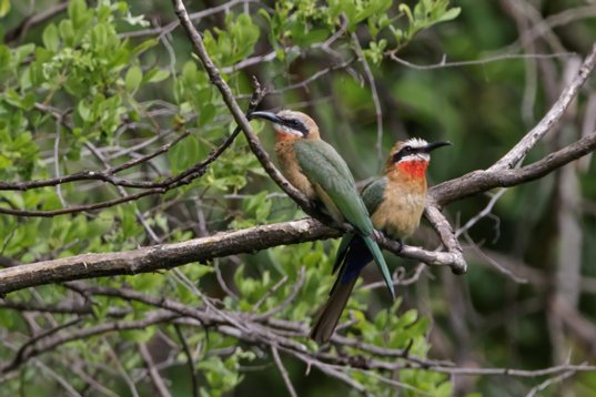 Merops_bullockoides_SA_2016_2739 White-fronted Bee-eater - Merops bullockoides - Polokwane Bird Sanctuary