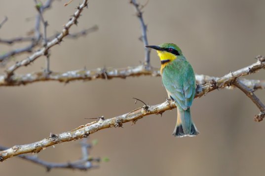 Merops_pusillus_SA_2016_3124 Little Bee-eater - Merops pusillus - Red Road, Vivo
