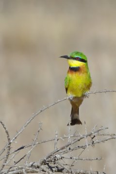 Merops_pusillus_SA_2016_3187 Little Bee-eater - Merops pusillus - Red Road, Vivo