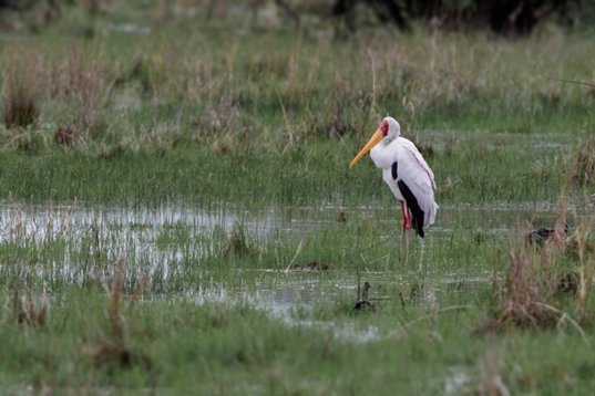 Mycteria_ibis_SA_2016_2531 Yellow-billed Stork - Mycteria ibis - Nylsvley Nature Reserve