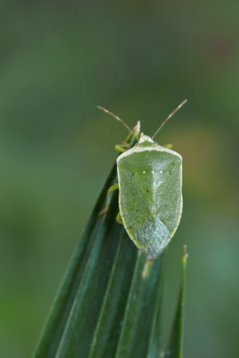 Nezara_viridula_SA_2016_3158 Southern Green Shield Bug - Nezara viridula f. torquata - Unzwa Lodge