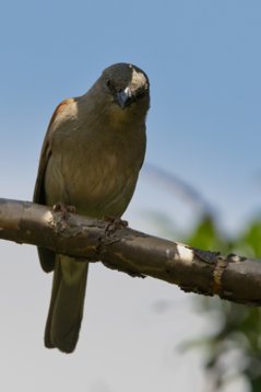Passer_diffusus_SA_2016_2139 Southern Grey-headed Sparrow - Passer diffusus - Walter Sisulu Garden