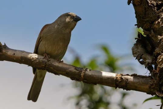 Passer_diffusus_SA_2016_2141 Southern Grey-headed Sparrow - Passer diffusus - Walter Sisulu Garden