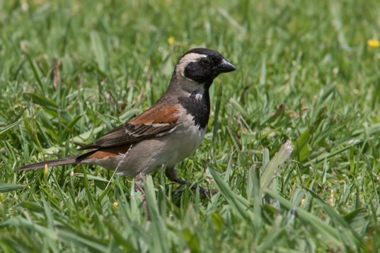 Passer_melanurus_SA_2016_2178 Cape Sparrow - Passer melanurus - Walter Sisulu Garden