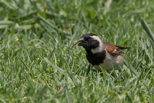 Passer_melanurus_SA_2016_2181 Cape Sparrow - Passer melanurus - Walter Sisulu Garden