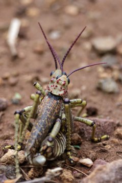 Phymateus_baccatus_2016_2879 Brown Bush Locust - Phymateus baccatus - Unzwa Farm