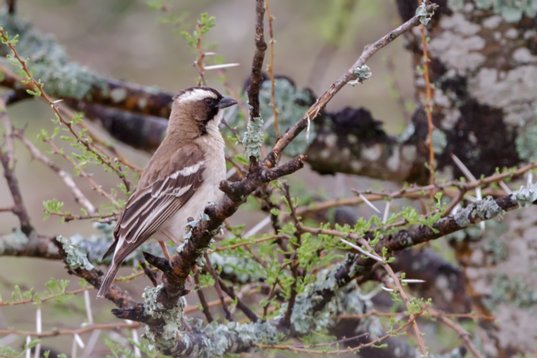 Plocepasser_mahali_SA_2016_2482 White-browed Sparrow-Weaver - Plocepasser mahali - Nylsvley Nature Reserve