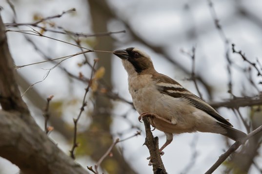 Plocepasser_mahali_SA_2016_2901 White-browed Sparrow-Weaver - Plocepasser mahali - Unzwa Farm