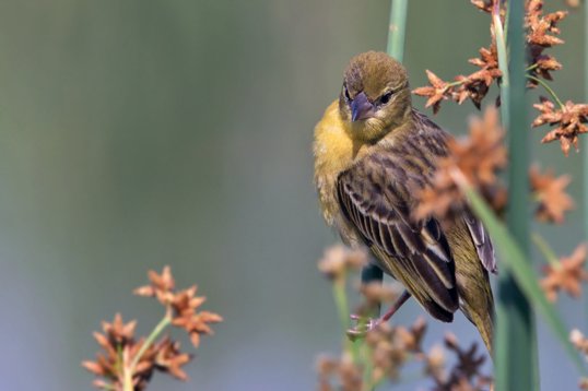 Ploceus_velatus_SA_2016_2029 Southern Masked Weaver - Ploceus velatus - Marievale Bird Sanctuary