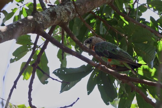 Poicephalus_fuscicollis_SA_2016_3451 Brown-necked Parrot - Poicephalus fuscicollis - en route to Kruger