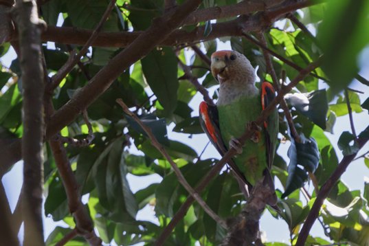Poicephalus_fuscicollis_SA_2016_3464 Brown-necked Parrot - Poicephalus fuscicollis - en route to Kruger