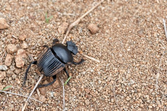 Scarabaeinae_SA_2016_3107 Dung Beetle sp. - Unzwa Farm