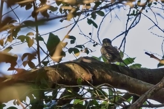 Smithornis_capensis_SA_2016_3259 African Broadbill - Smithornis capensis - Roodewal Nature Reserve