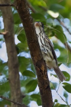 Smithornis_capensis_SA_2016_3264 African Broadbill - Smithornis capensis - Roodewal Nature Reserve