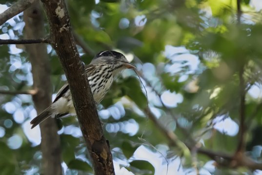 Smithornis_capensis_SA_2016_3280 African Broadbill - Smithornis capensis - Roodewal Nature Reserve