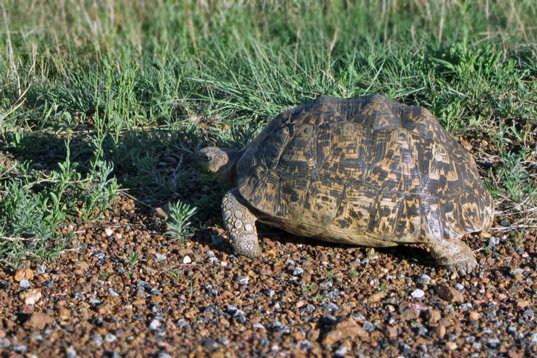 Stigmochelys_pardalis_SA_2016_0465 Leopard Tortoise - Stigmochelys pardalis - Suikerbosrand Nature Reserve