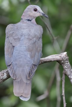 Streptopelia_semitorquata_SA_2016_2655 Red-eyed Dove - Streptopelia semitorquata - Polokwane Bird Sanctuary