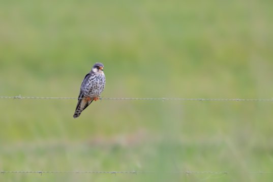 NIK_0409 Amur Falcon - Falco amurensis - Wakkerstroom