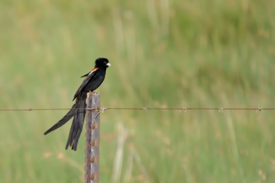 NIK_0478 Long-tailed Widowbird - Euplectes progne - Wakkerstroom