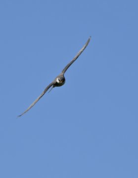 NIK_0652 Amur Falcon - Falco amurensis - Wakkerstroom