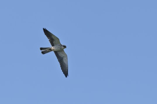 NIK_0654 Amur Falcon - Falco amurensis - Wakkerstroom