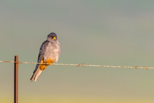 NIK_0889 Amur Falcon - Falco amurensis - Wakkerstroom