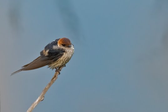 NIK_0926 Greater Striped Swallow - Cecropis cucullata - Wakkerstroom