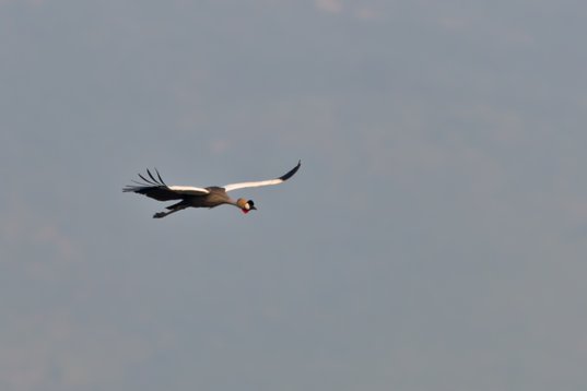 NIK_0951 Grey Crowned Crane - Balearica regulorum - Wakkerstroom
