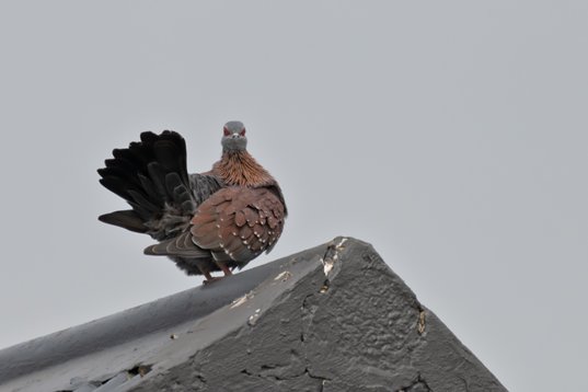 NIK_1055 Speckled Pigeon - Columba guinea - Wakkerstroom