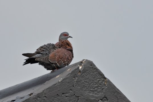 NIK_1061 Speckled Pigeon - Columba guinea - Wakkerstroom