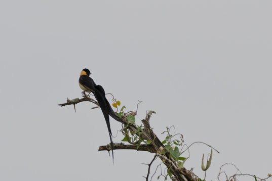 NIK_1069 Long-tailed Paradise Whydah - Vidua paradisaea - Mkhuze Game Reserve