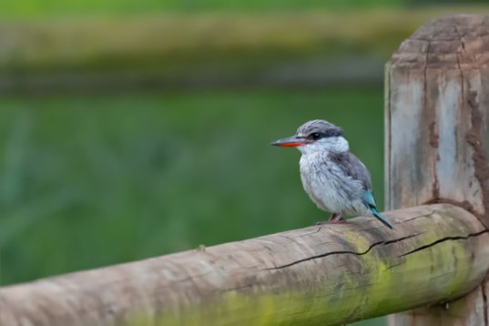 NIK_1082 Striped Kingfisher - Halcyon chelicuti - Mkhuze Game Reserve