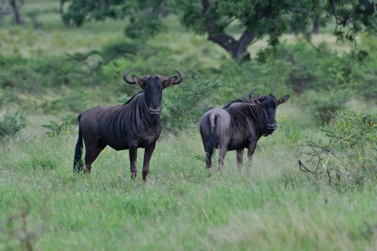 NIK_1083 Common Wildebeest - Connochaetes taurinus - Mkhuze Game Reserve