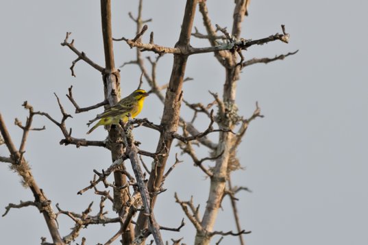 NIK_1123 Yellow-fronted Canary - Crithagra mozambica - Mkhuze Game Reserve