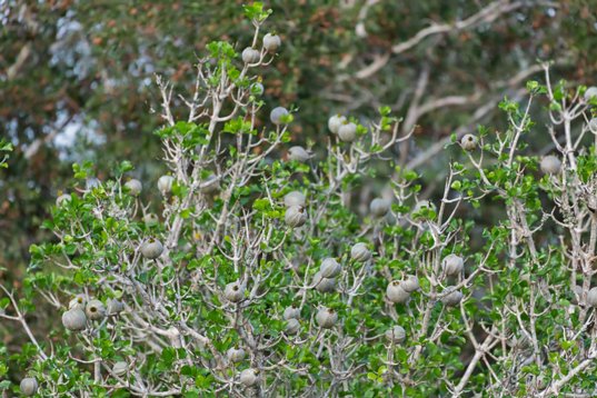 NIK_1124 Bushveld Gardenia - Gardenia volkensii - Mkhuze Game Reserve