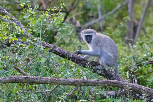 NIK_1134 Vervet Monkey - Chlorocebus pygerythrus - Mkhuze Game Reserve