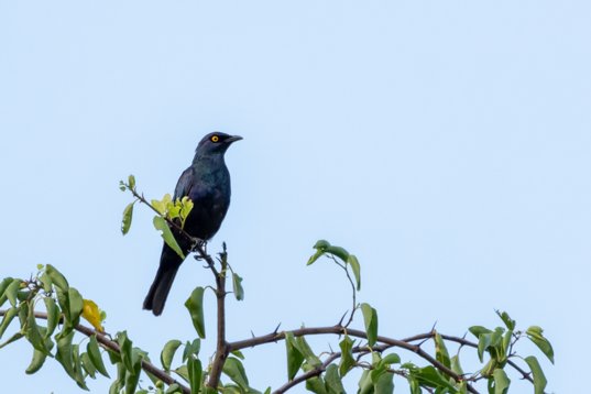 NIK_1147 Black-bellied Starling - Notopholia corusca - Mkhuze Game Reserve