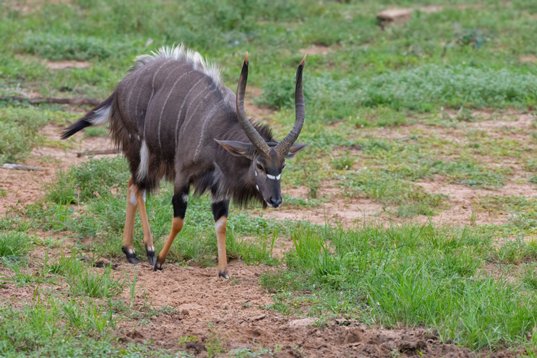 NIK_1233 Nyala - Tragelaphus angasii - Mkhuze Game Reserve